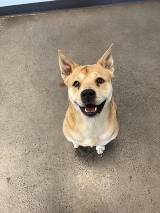 Naan, a ADOPTABLE Mixed Breed in Mishawaka, IN image 3/3