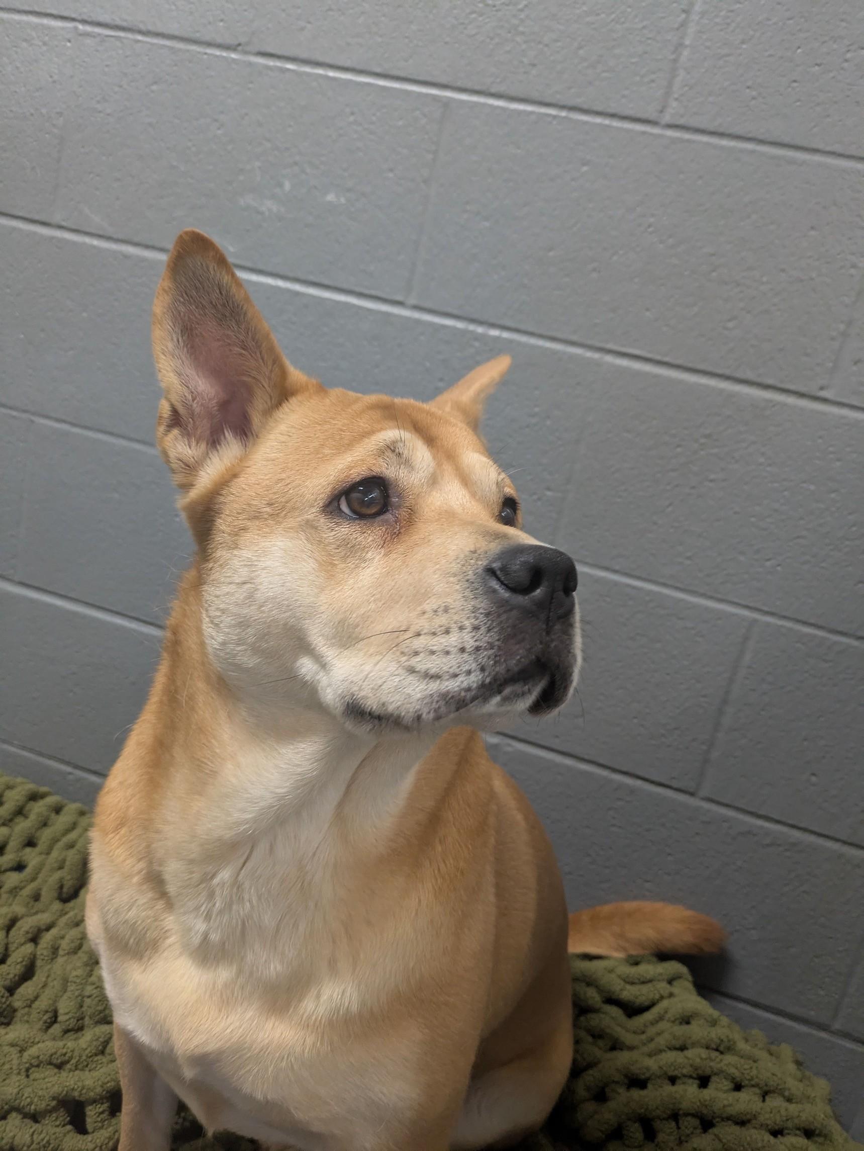 Enlarge Naan, a ADOPTABLE mixed breed in Mishawaka, IN image 4/4