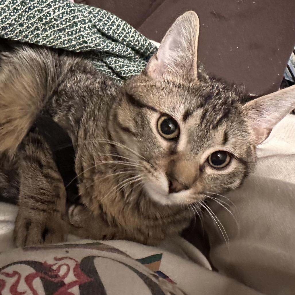 Calvin, Adoptable, Kitten Male Domestic Short Hair.