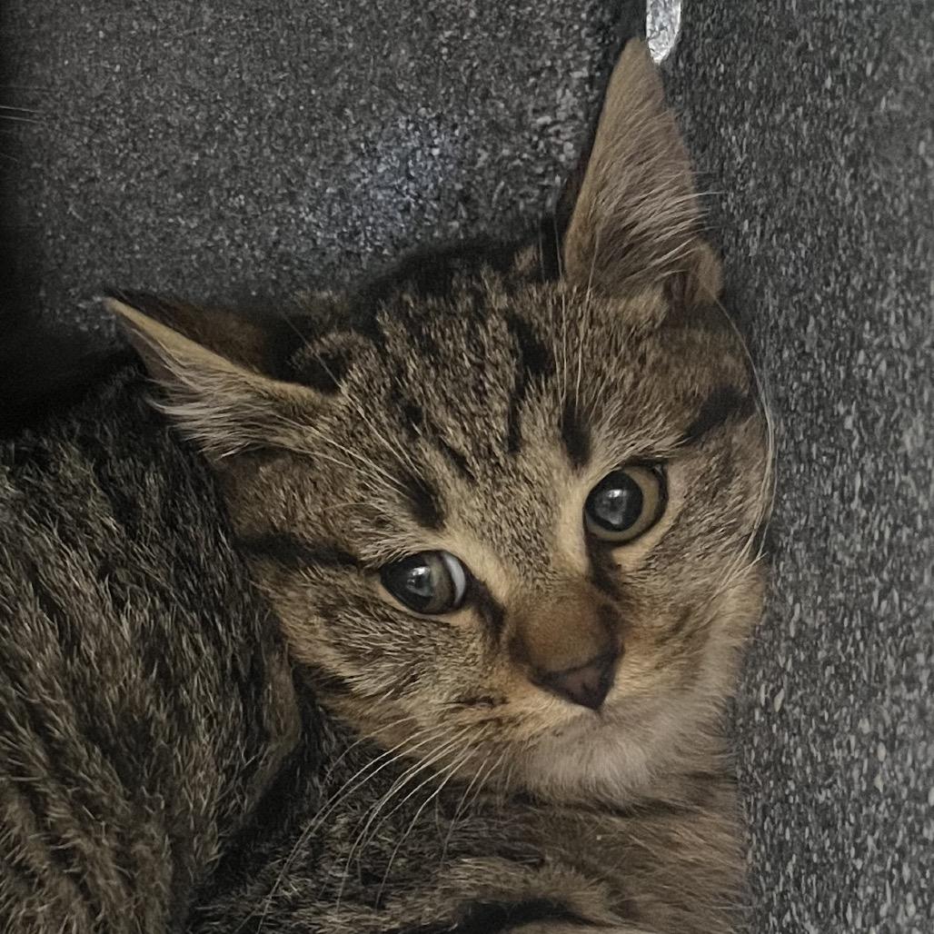 Enlarge Calvin, a Adoptable Domestic Short Hair in Vineland, NJ image 1/1