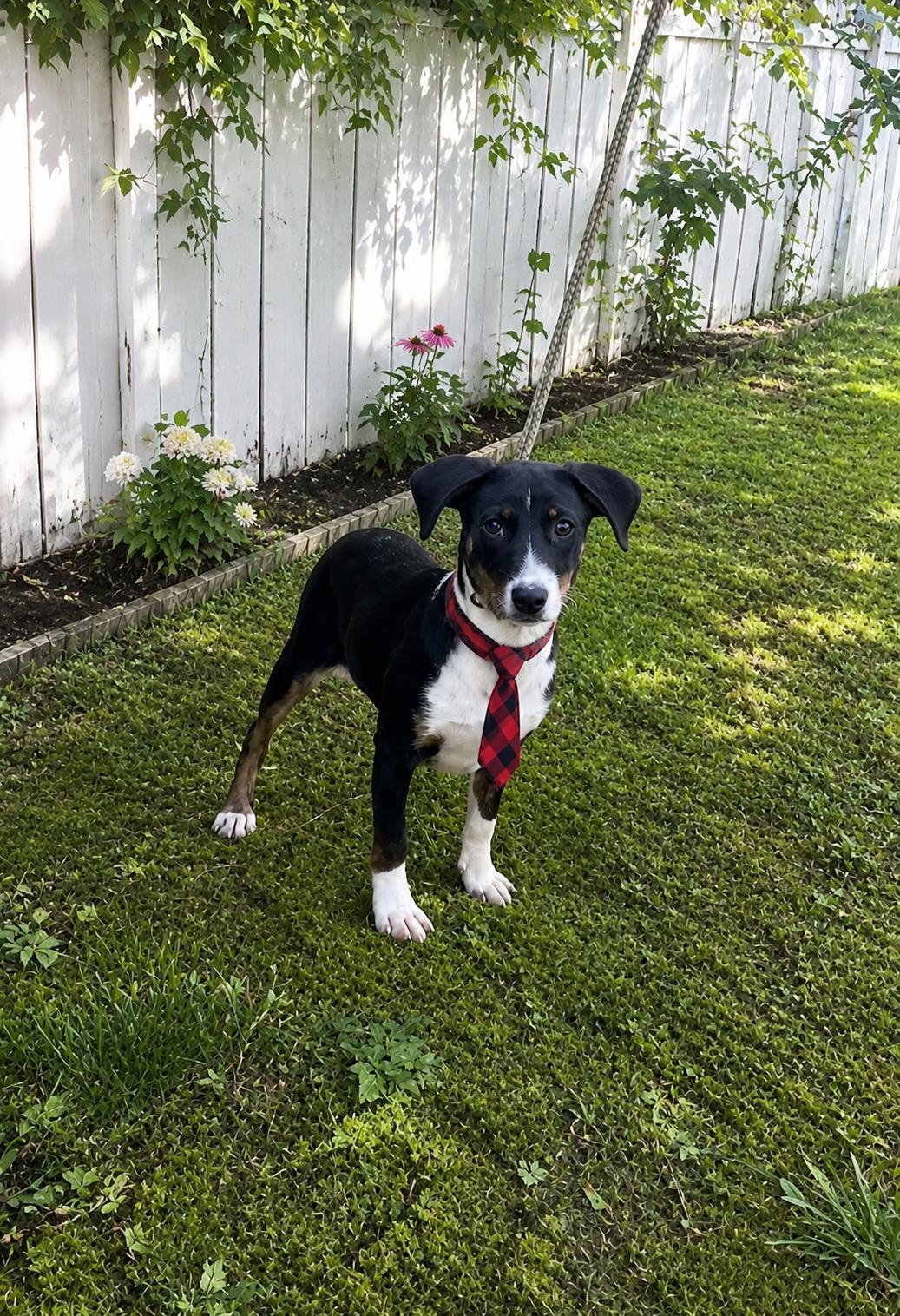 Creek, a Adoptable mixed breed in Mount Laurel, NJ image 1/3