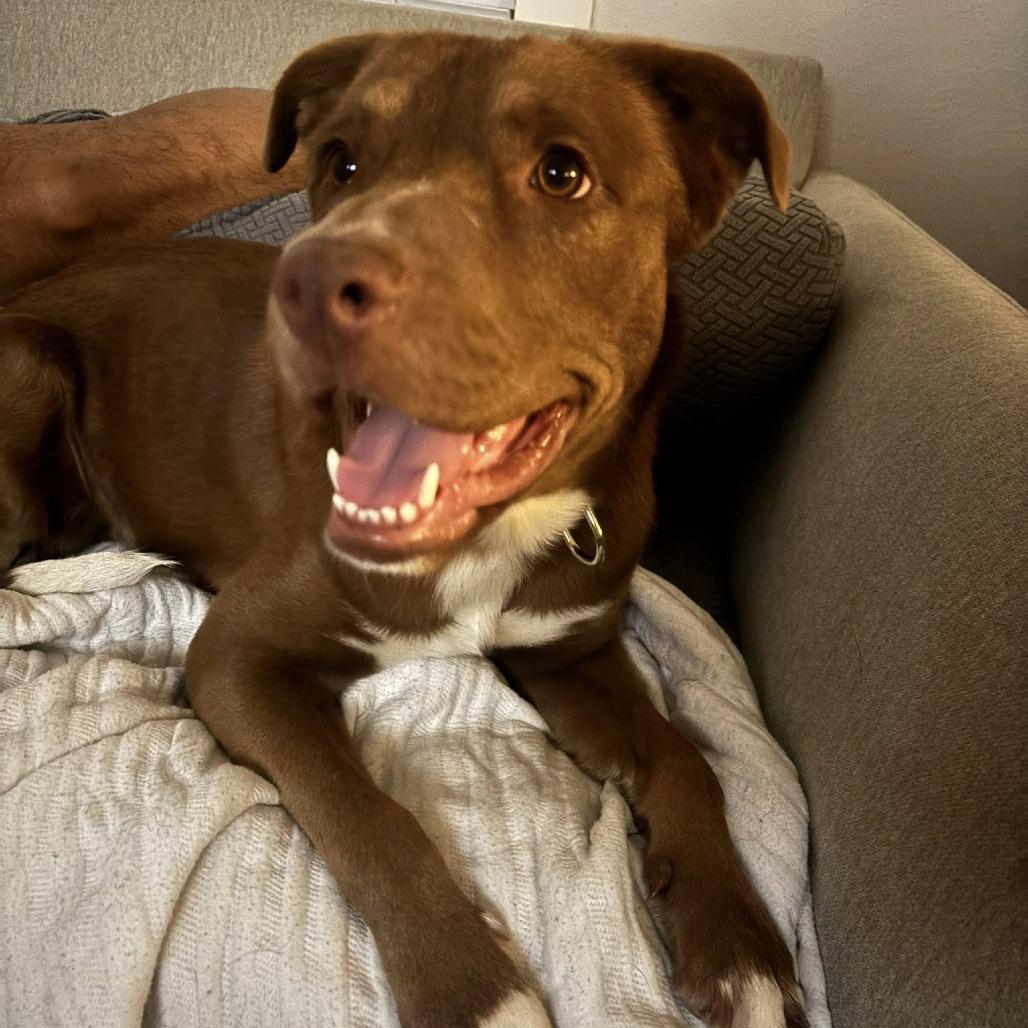 Mars, Adoptable, Adult Male American Staffordshire Terrier.