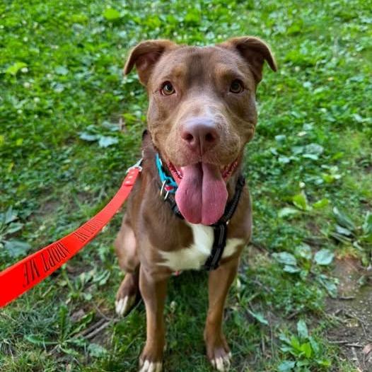 Enlarge Mars, a Adoptable American Staffordshire Terrier in Pittsburgh, PA image 2/6
