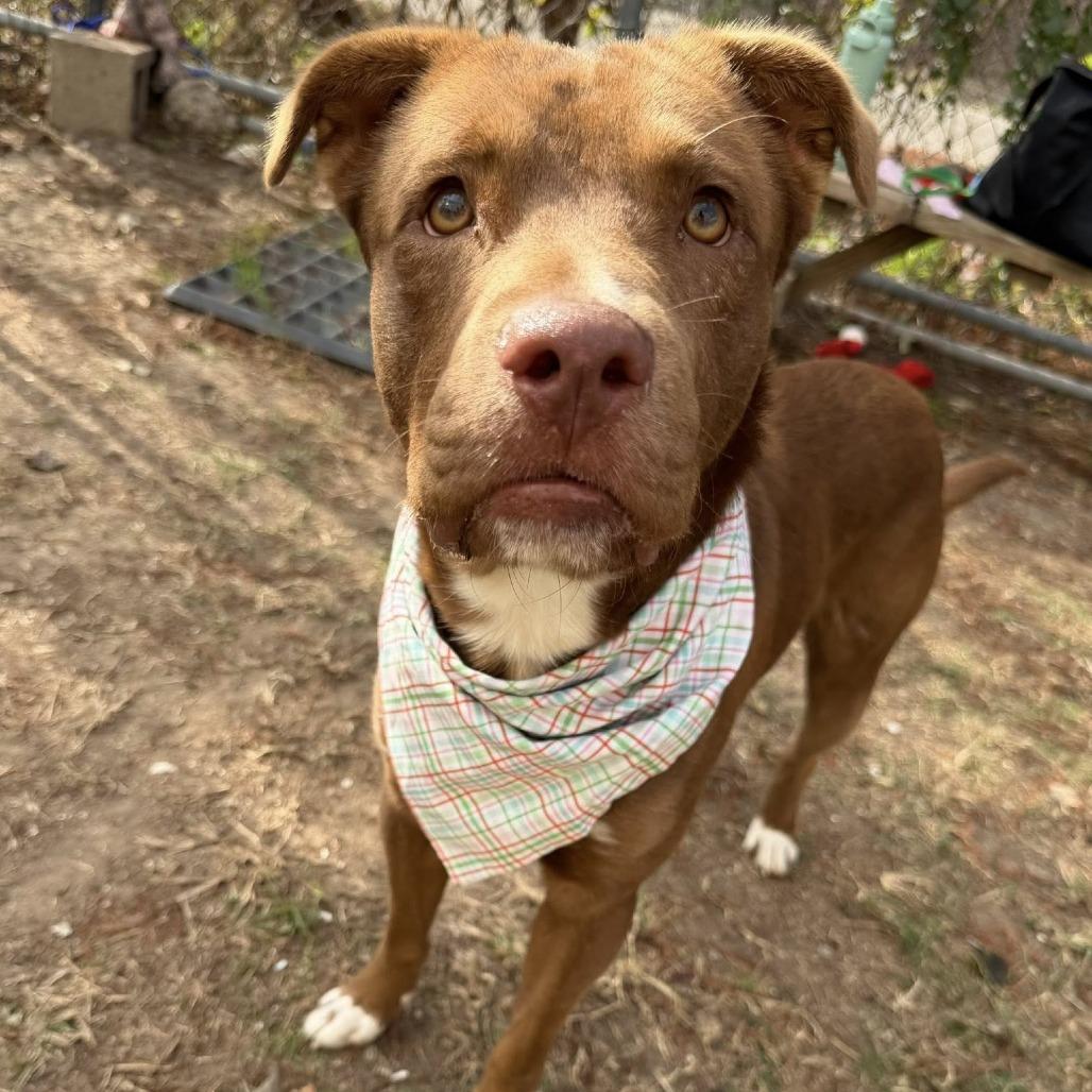 Mars, Adoptable, Adult Male American Staffordshire Terrier.