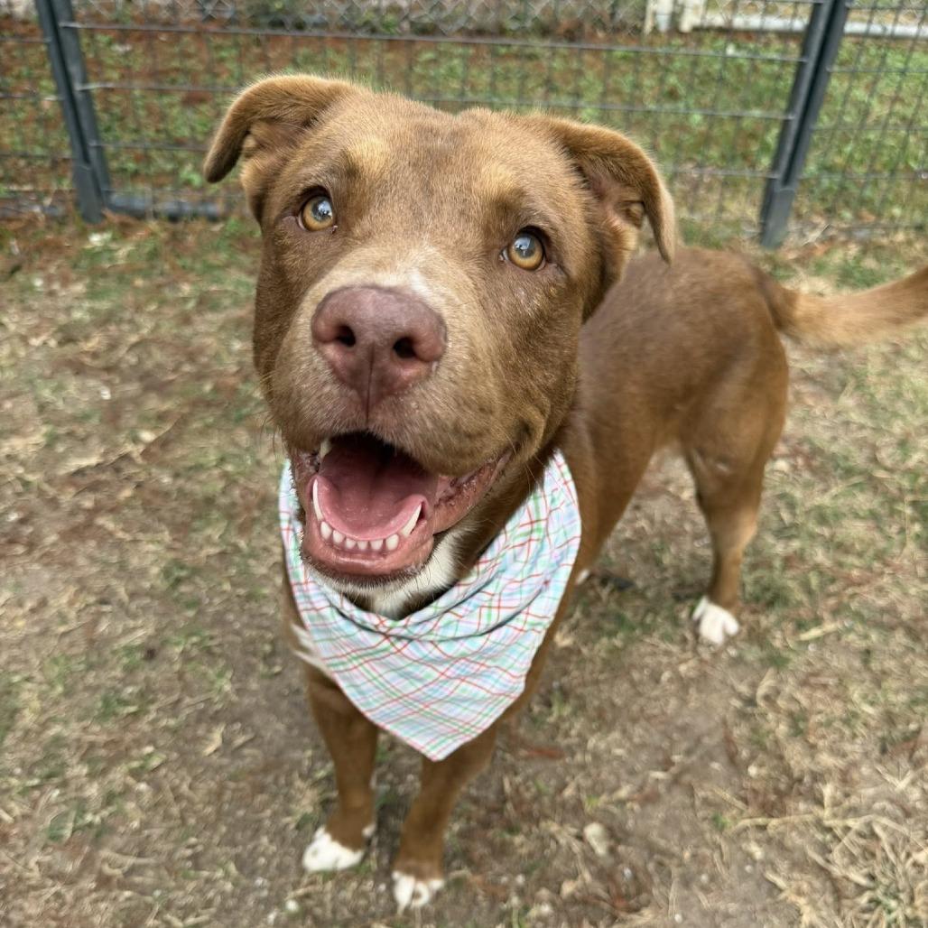 Mars, a Adoptable American Staffordshire Terrier in Pittsburgh, PA image 2/6