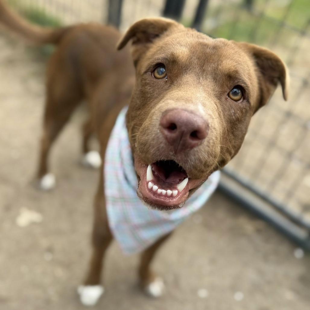 Mars, a Adoptable American Staffordshire Terrier in Pittsburgh, PA image 5/6