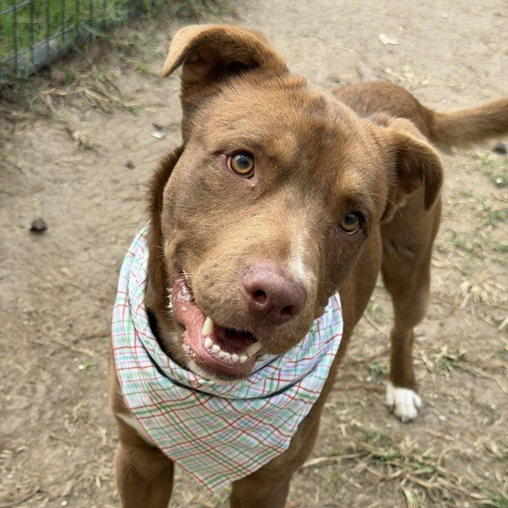 Mars, a Adoptable American Staffordshire Terrier in Pittsburgh, PA image 6/6