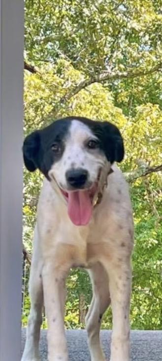 Enlarge Susie Q, a Adoptable mixed breed in Hartford, CT image 2/2
