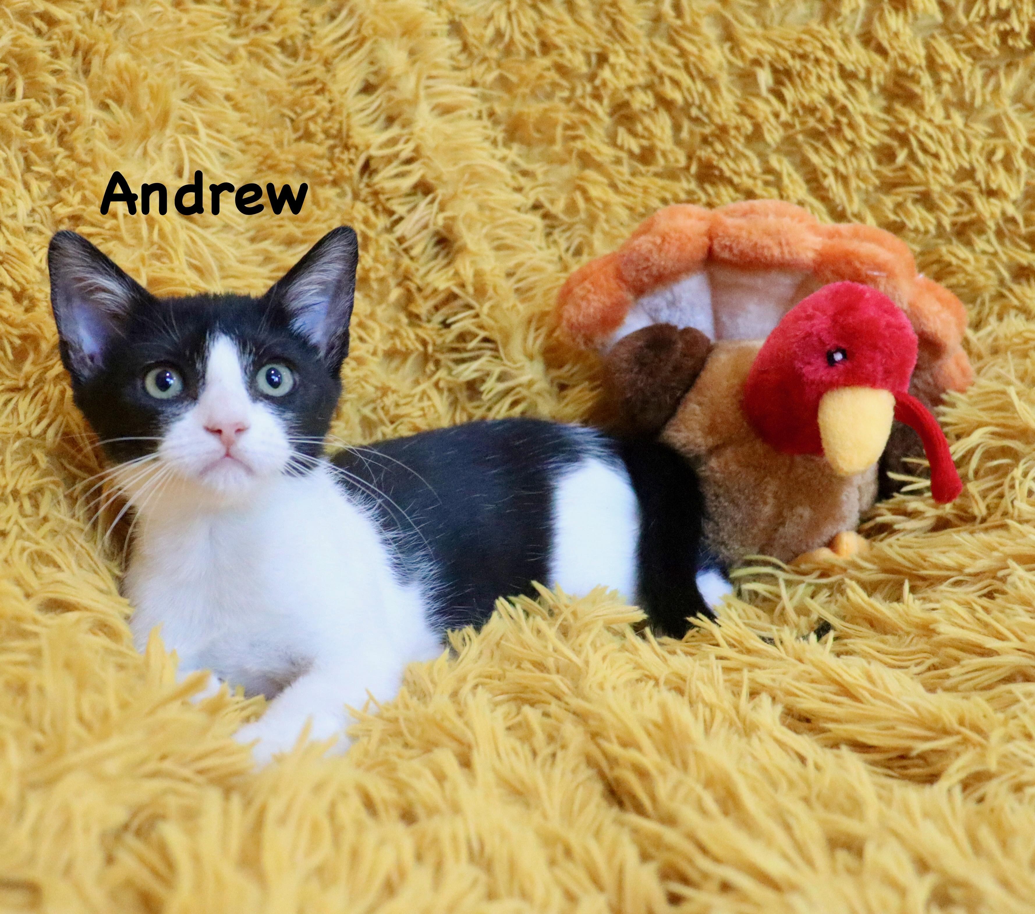 Enlarge Andrew, a Adopted mixed breed in Saint Augustine, FL image 1/5