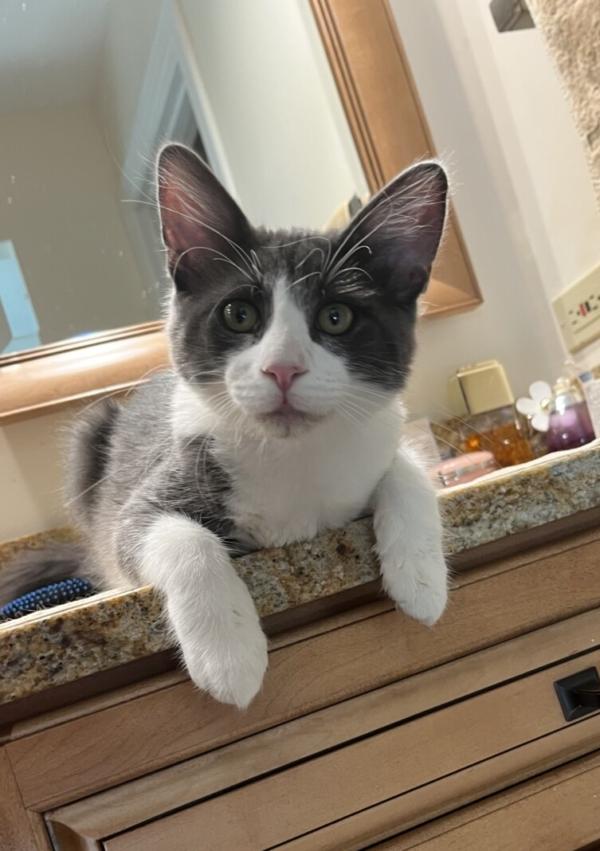 DOOGIE, ADOPTABLE, Kitten Male Domestic Long Hair.