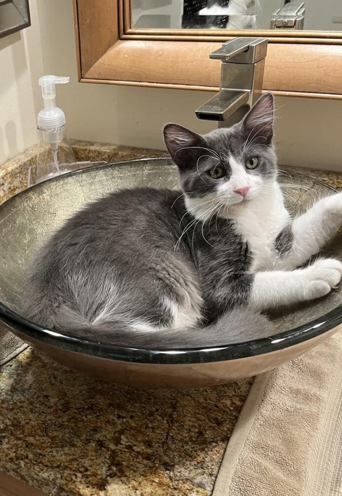 Enlarge DOOGIE, a ADOPTABLE Domestic Long Hair in Gurnee, IL image 3/4