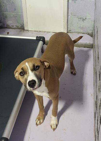 Enlarge Meadow, a Adoptable mixed breed in Grove, OK image 1/1