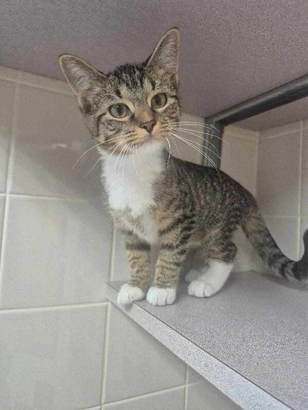 Agate, Adoptable, Young Female Domestic Short Hair.