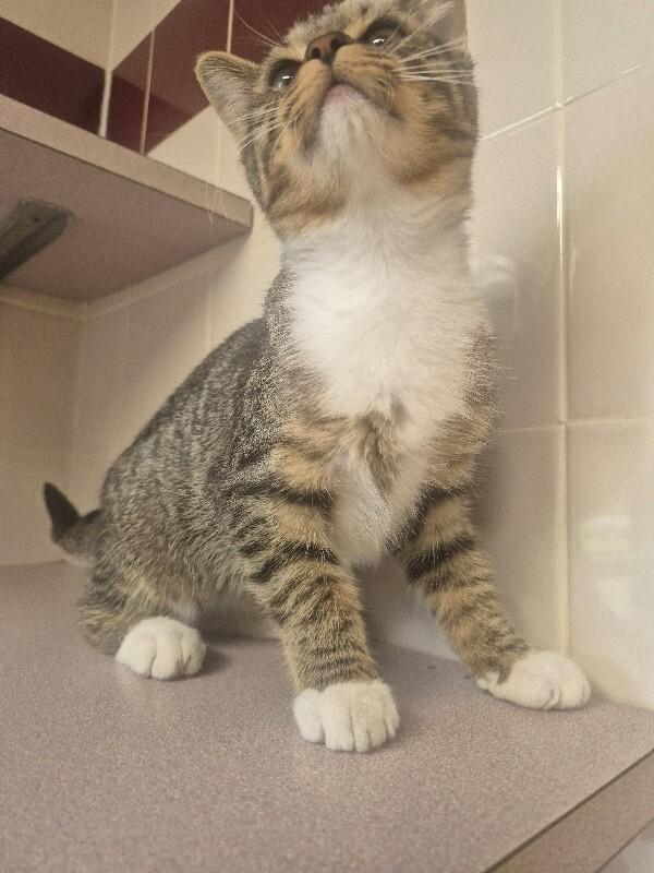 Enlarge Agate, a Adoptable Domestic Short Hair in Bluffton, IN image 2/2