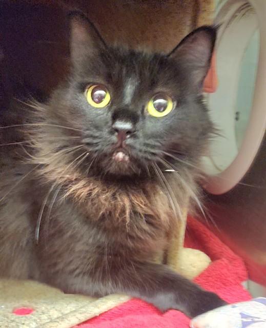 Enlarge JINX, a Adoptable mixed breed in Anchorage, AK image 1/1