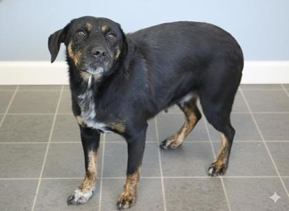 Nyla (HW+), Adoptable, Adult Female Shepherd & Beagle.