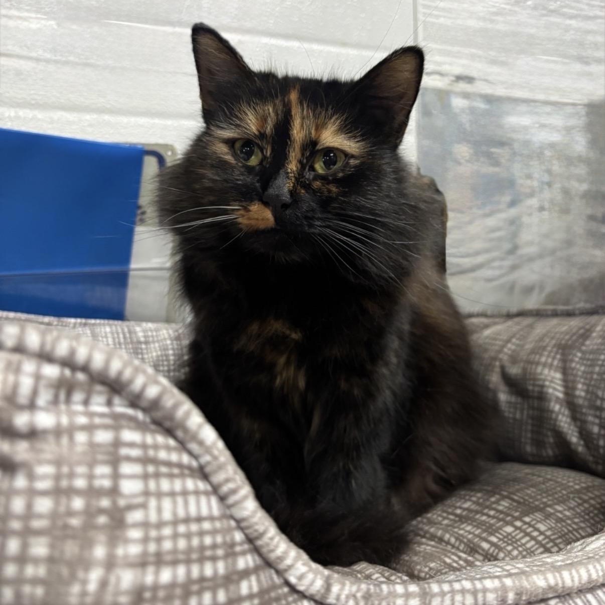 Enlarge Moonlight, a Adoptable Domestic Long Hair in Cortland, NY image 2/4
