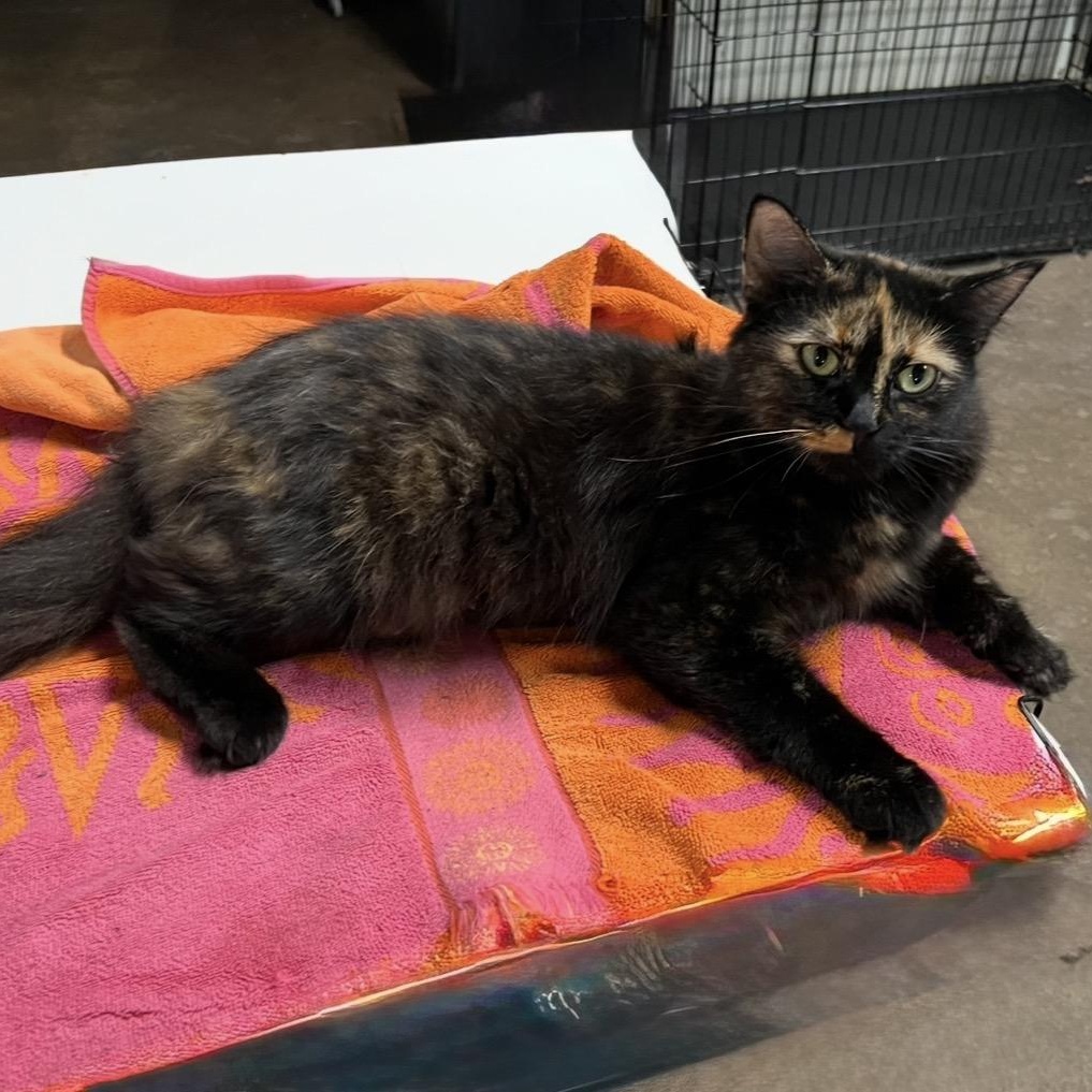 Moonlight, Adoptable, Young Female Domestic Long Hair.