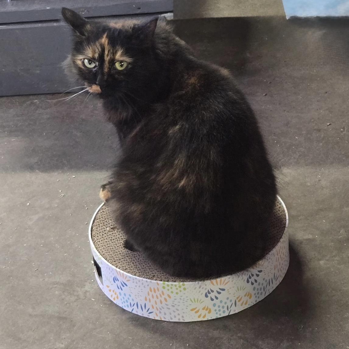 Enlarge Moonlight, a Adoptable Domestic Long Hair in Cortland, NY image 4/4