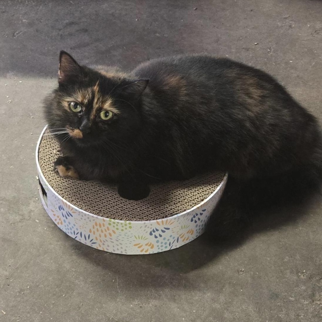 Enlarge Moonlight, a Adoptable Domestic Long Hair in Cortland, NY image 3/4