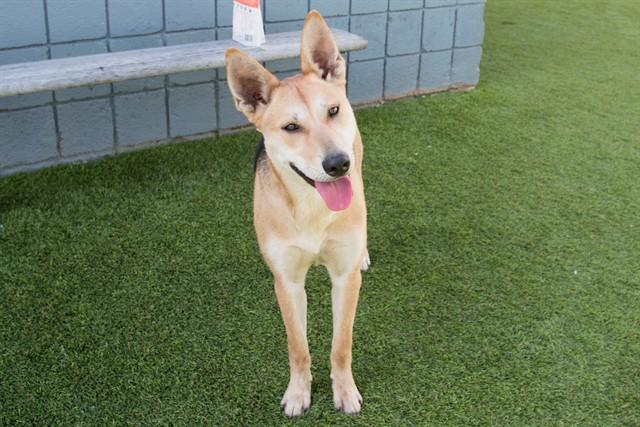 SASHA, Adoptable, Young Female German Shepherd Dog & Mixed Breed.