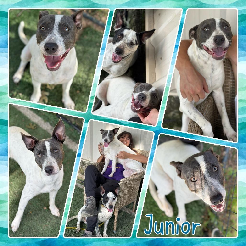 Junior, Adoptable, Adult Male Pit Bull Terrier & Cattle Dog.