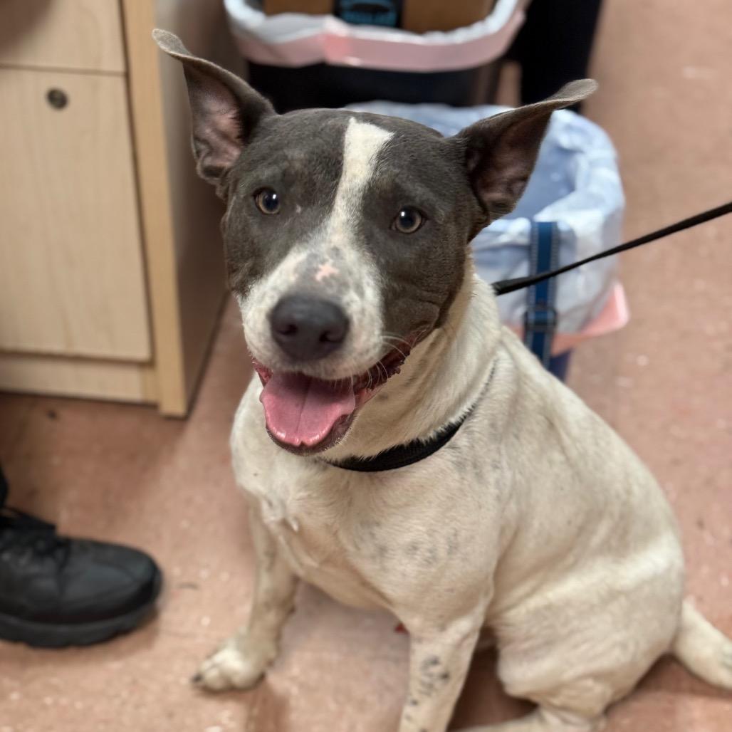 Enlarge Junior, a Adoptable mixed breed in Fort Smith, AR image 2/2