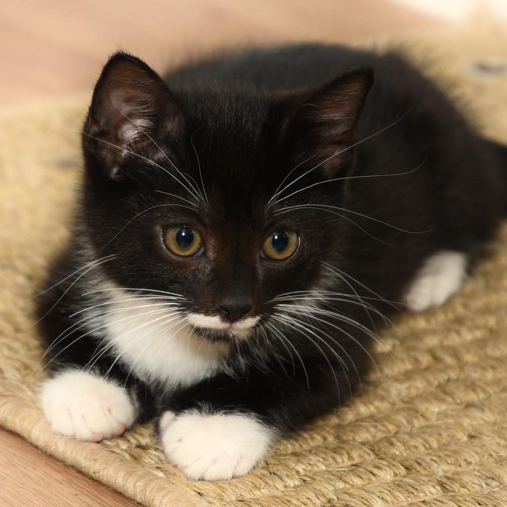 Marvin, Adoptable, Kitten Male American Shorthair.