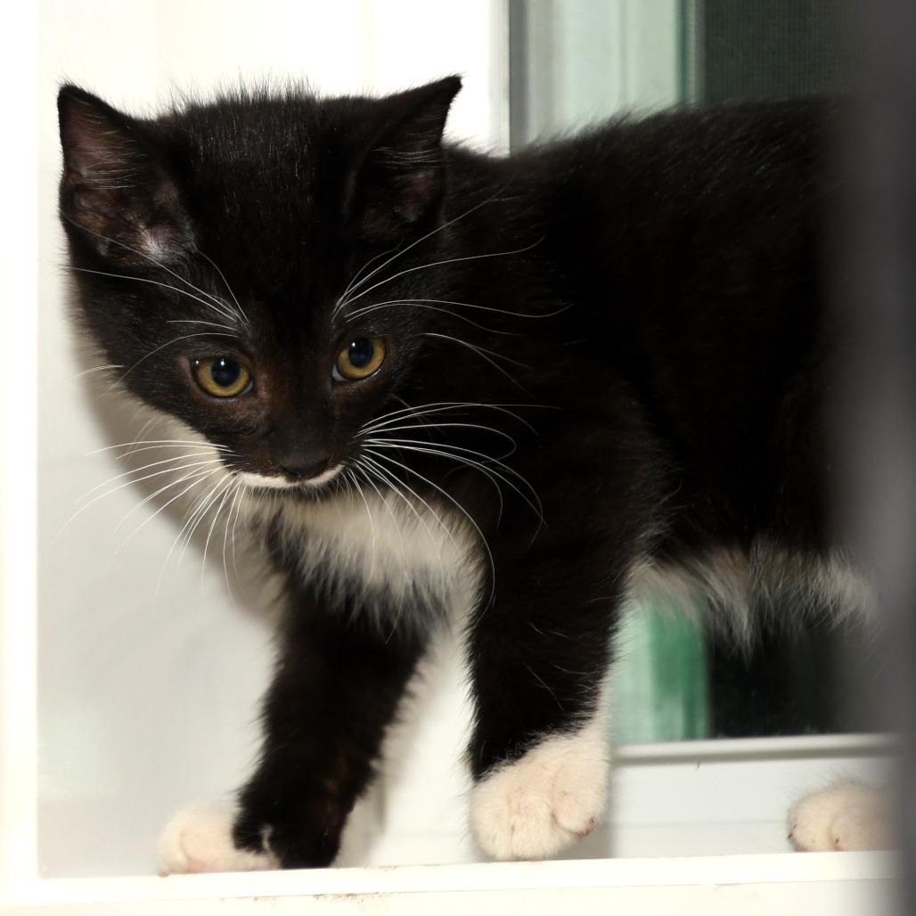 Marvin, a Adoptable American Shorthair in Natick, MA image 2/5
