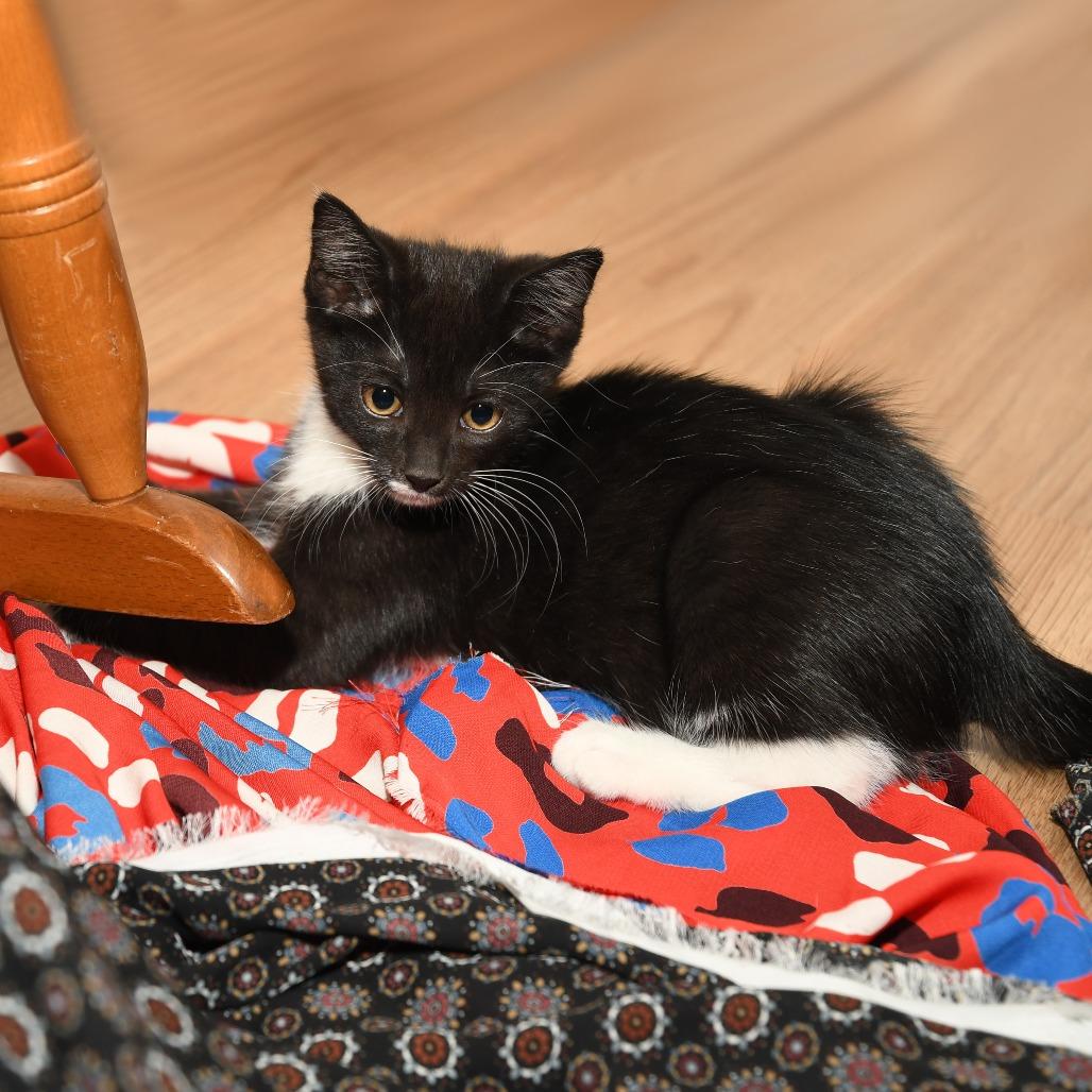 Marvin, a Adoptable American Shorthair in Natick, MA image 3/5