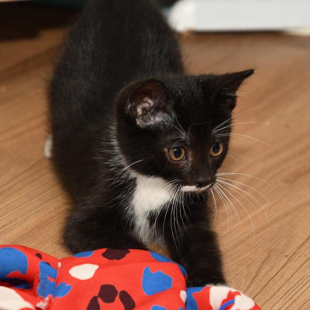 Marvin, a Adoptable American Shorthair in Natick, MA image 4/5