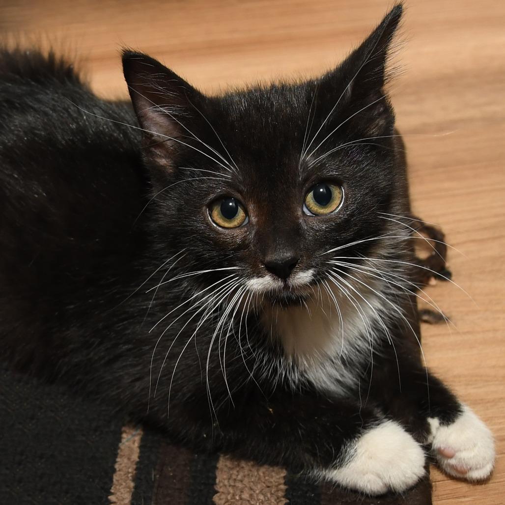 Marvin, a Adoptable American Shorthair in Natick, MA image 5/5