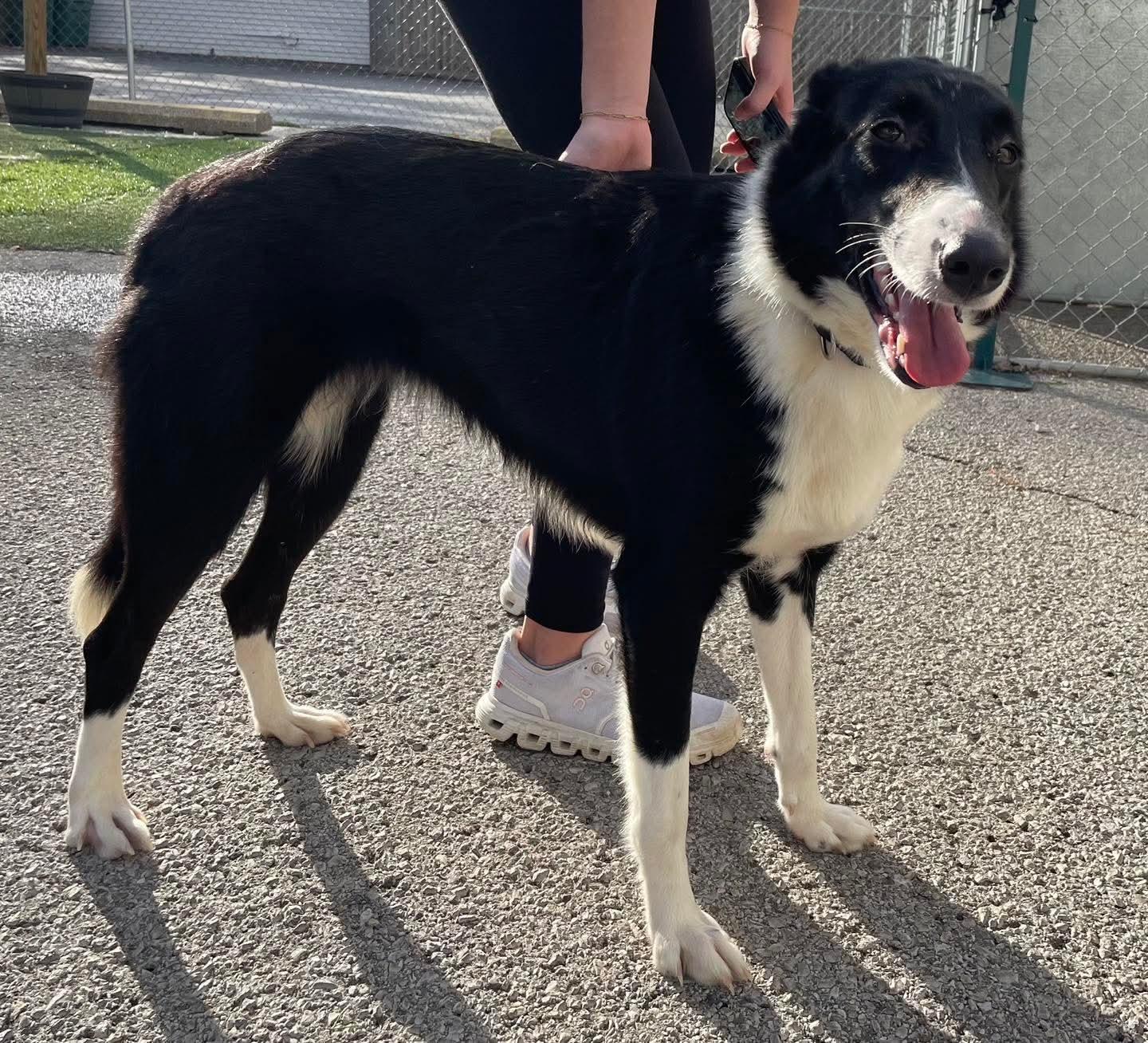 Mercedes, Adoptable, Adult Female Border Collie.