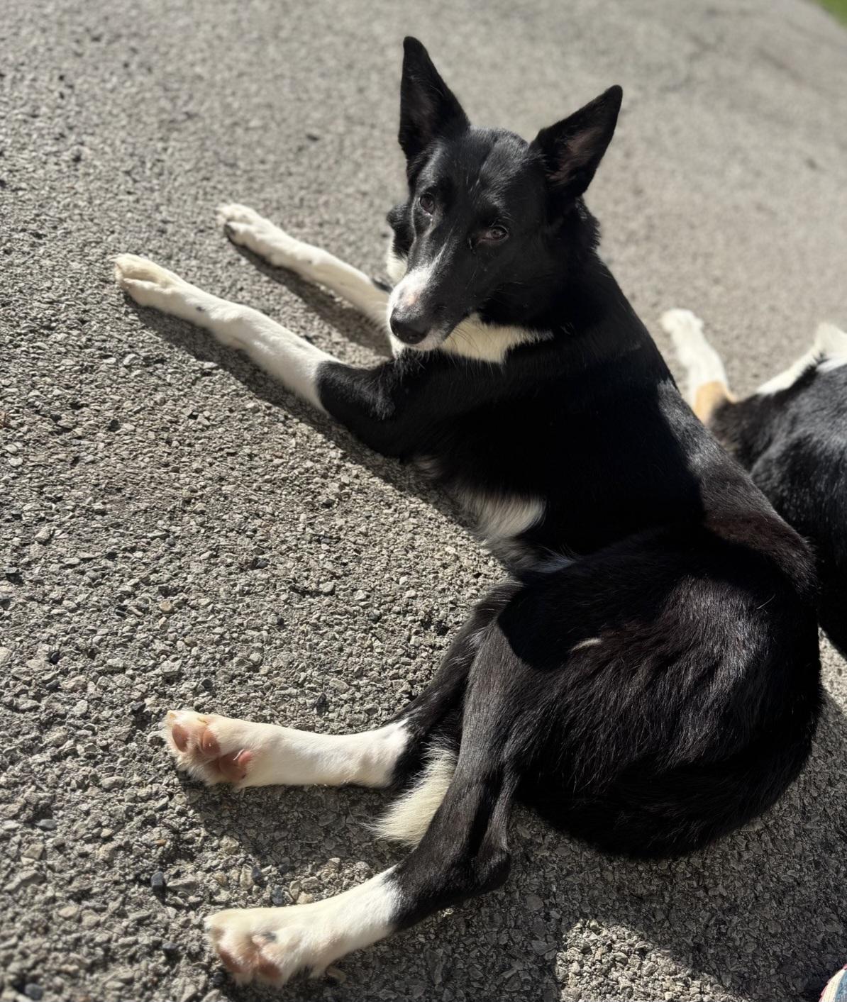 Mercedes, a Adoptable Border Collie in Owensboro, KY image 3/3