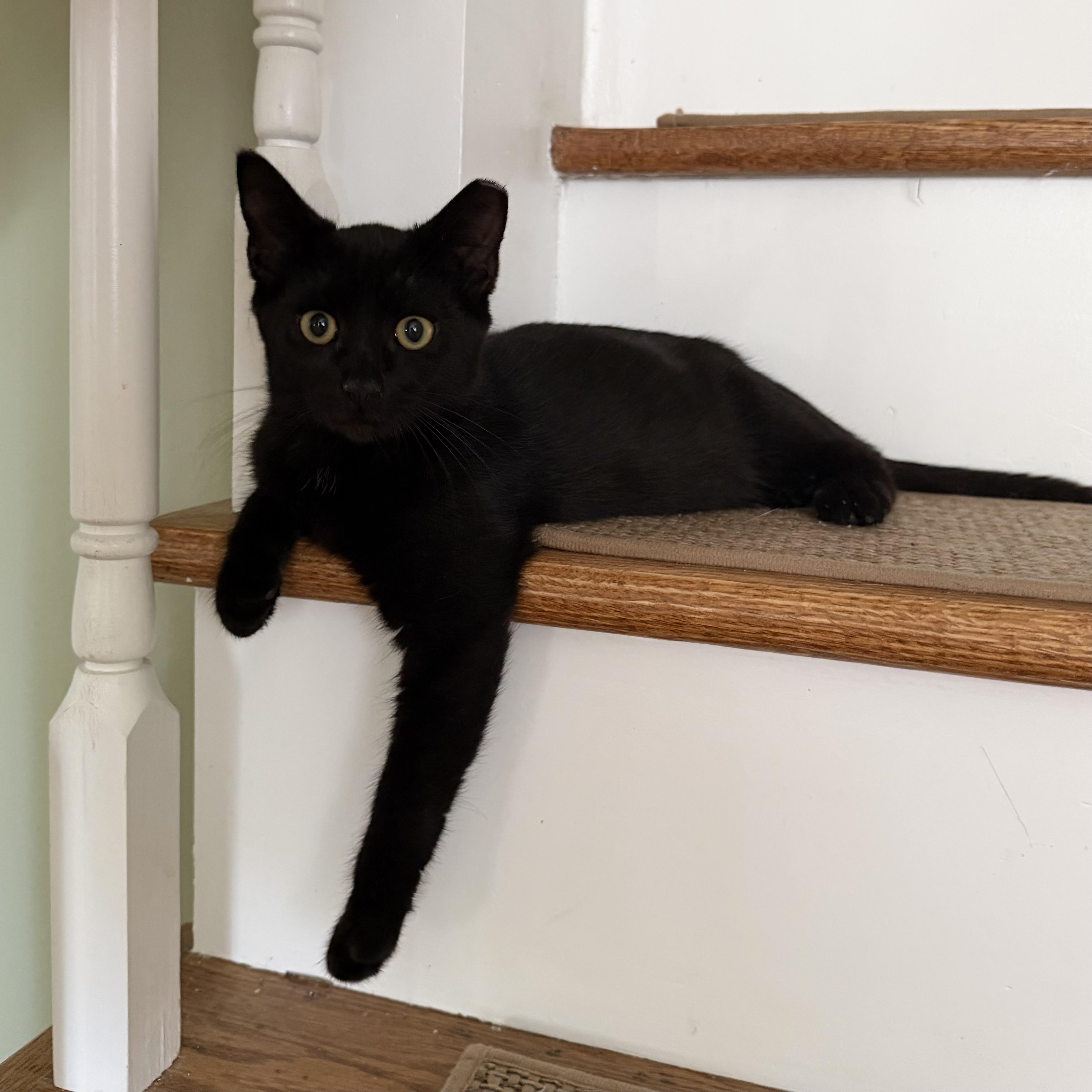 Enlarge Indy, a Adoptable Domestic Short Hair in Brick, NJ image 2/5