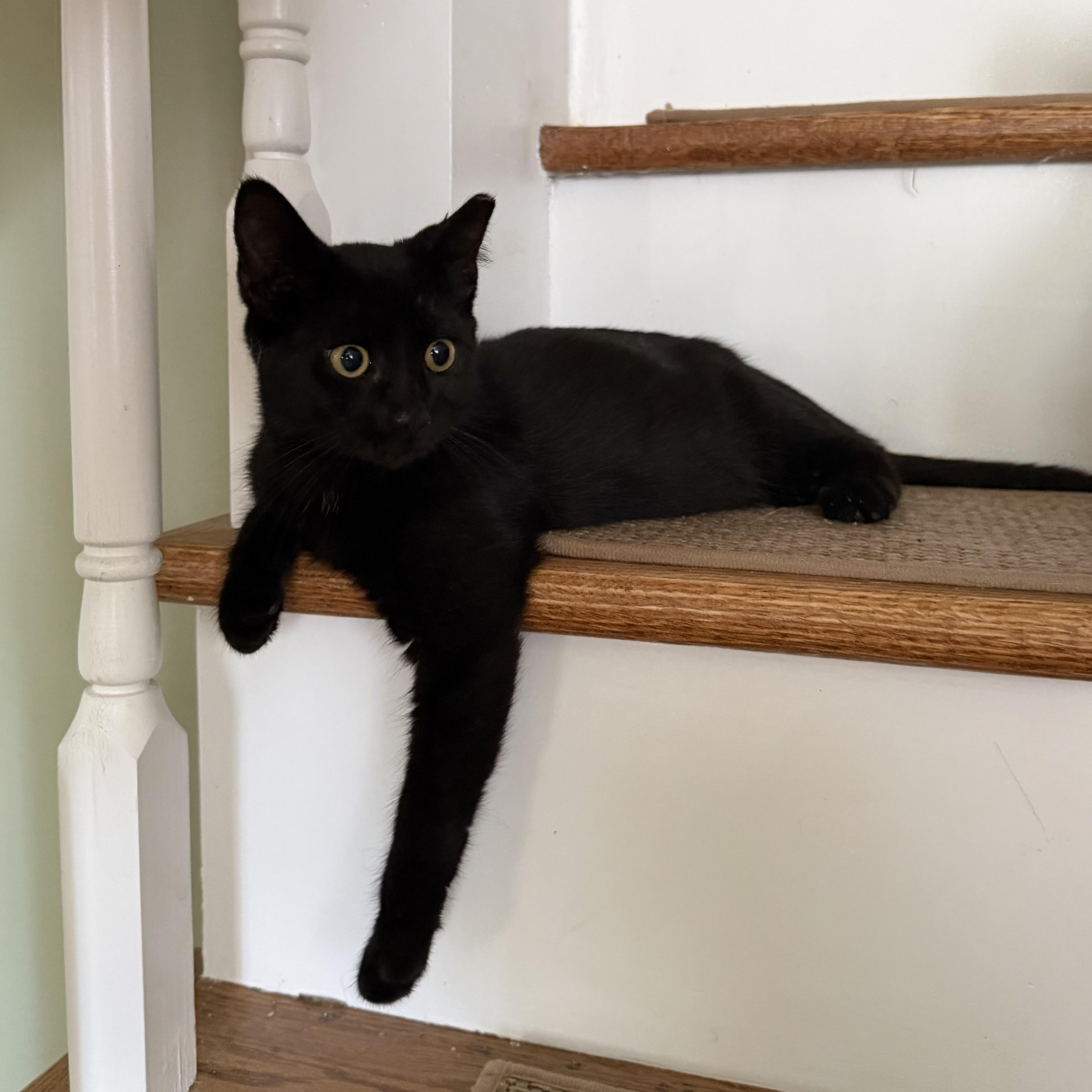 Enlarge Indy, a Adoptable Domestic Short Hair in Brick, NJ image 5/5