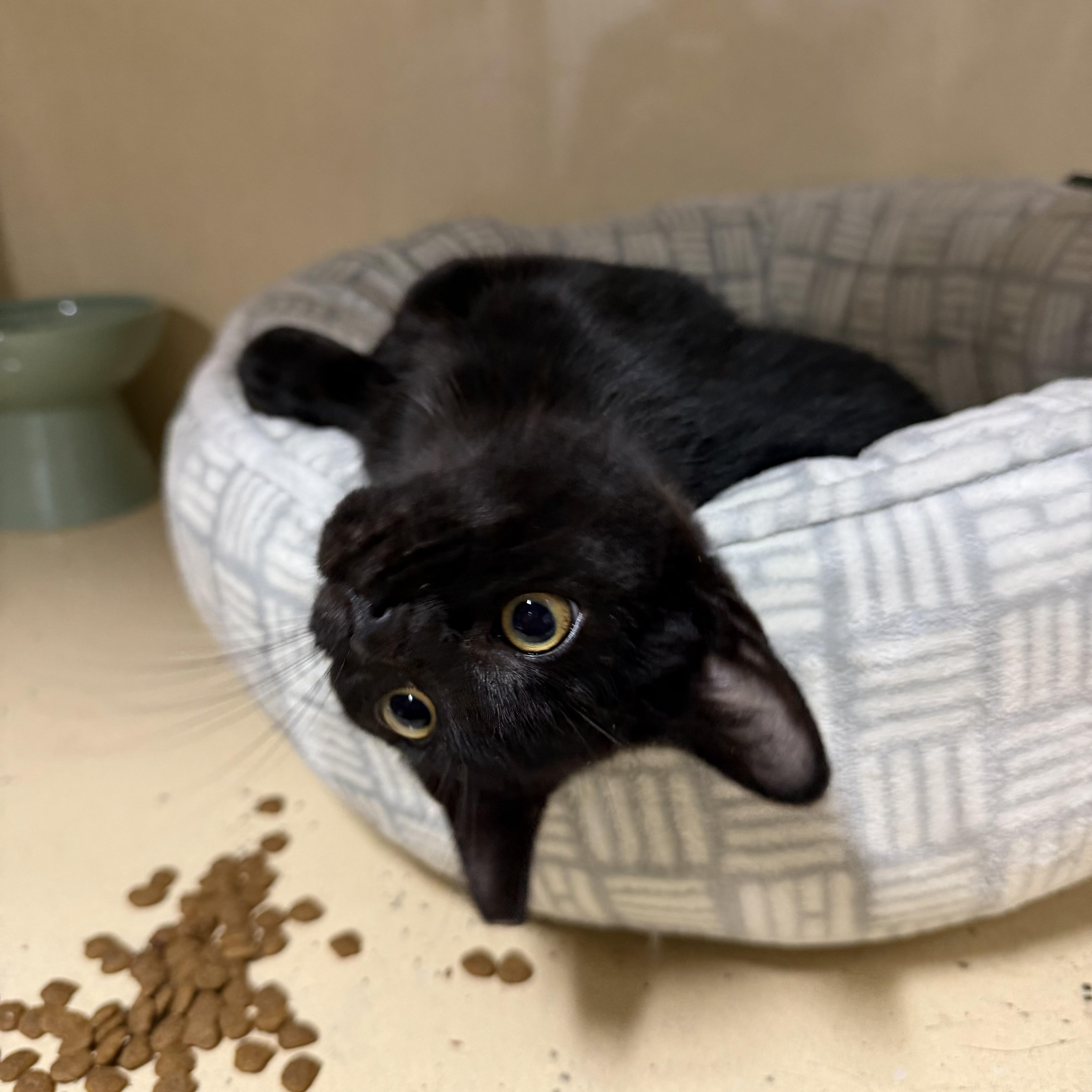 Enlarge Indy, a Adoptable Domestic Short Hair in Brick, NJ image 3/5