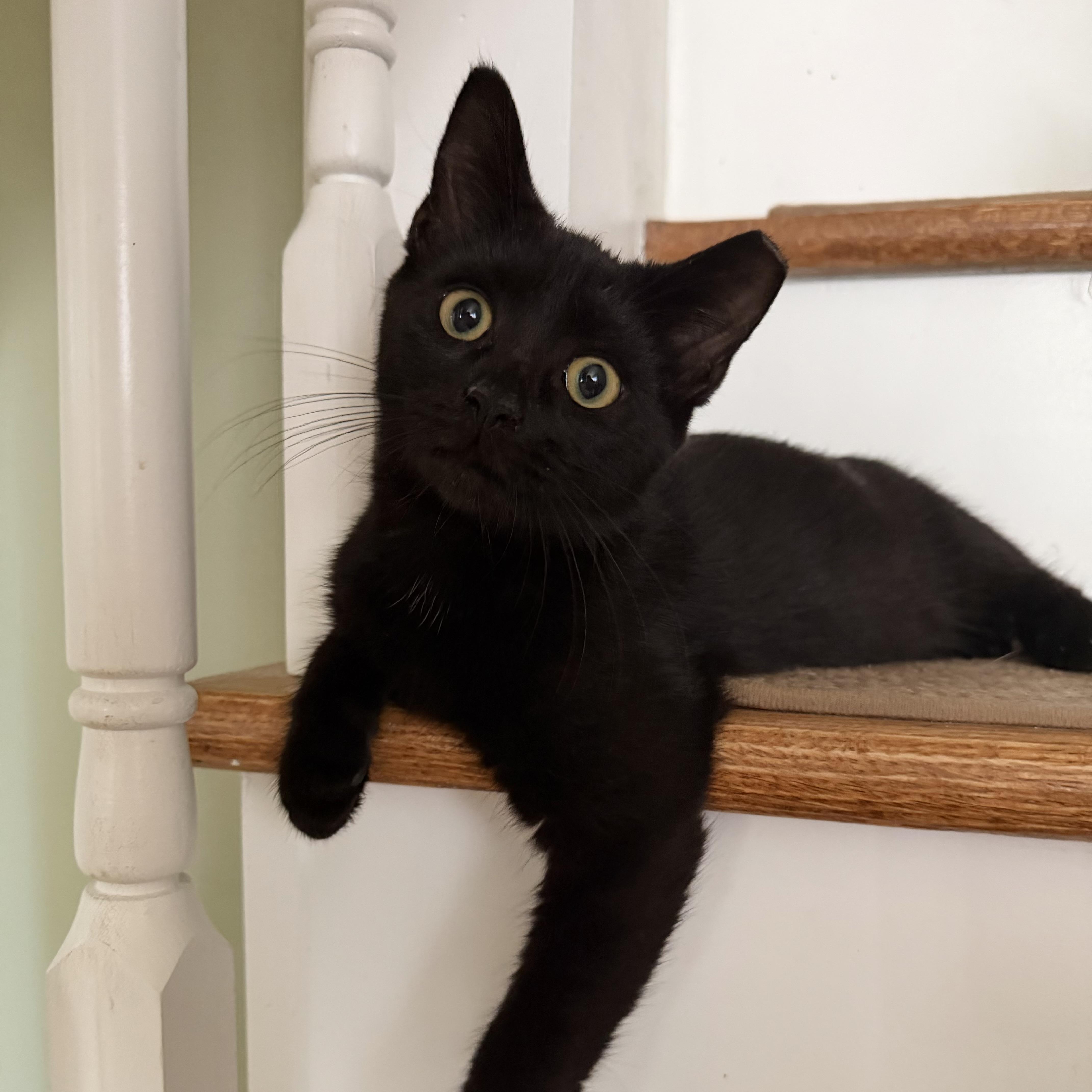 Enlarge Indy, a Adoptable Domestic Short Hair in Brick, NJ image 1/5