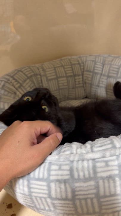 Enlarge Indy, a Adoptable Domestic Short Hair in Brick, NJ video 4/5