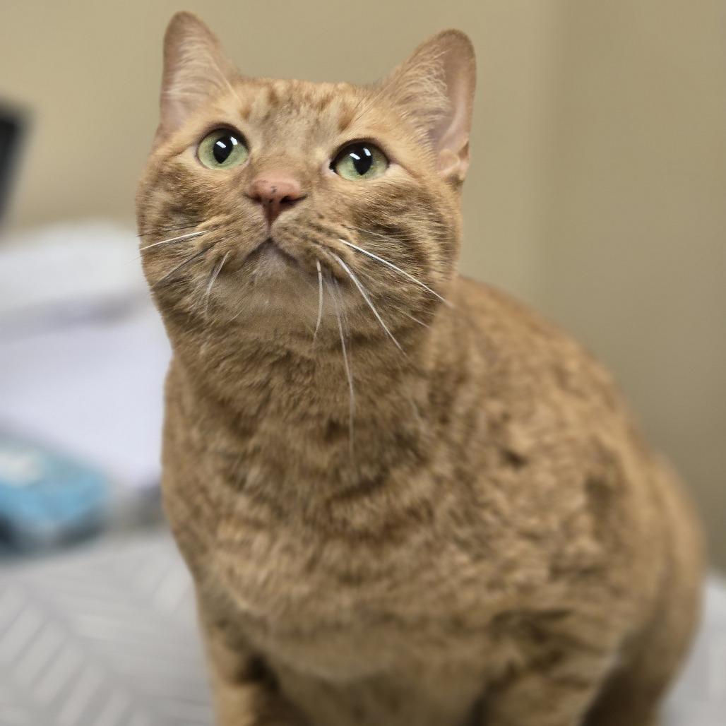 Honey, Adoptable, Senior Male Domestic Short Hair.