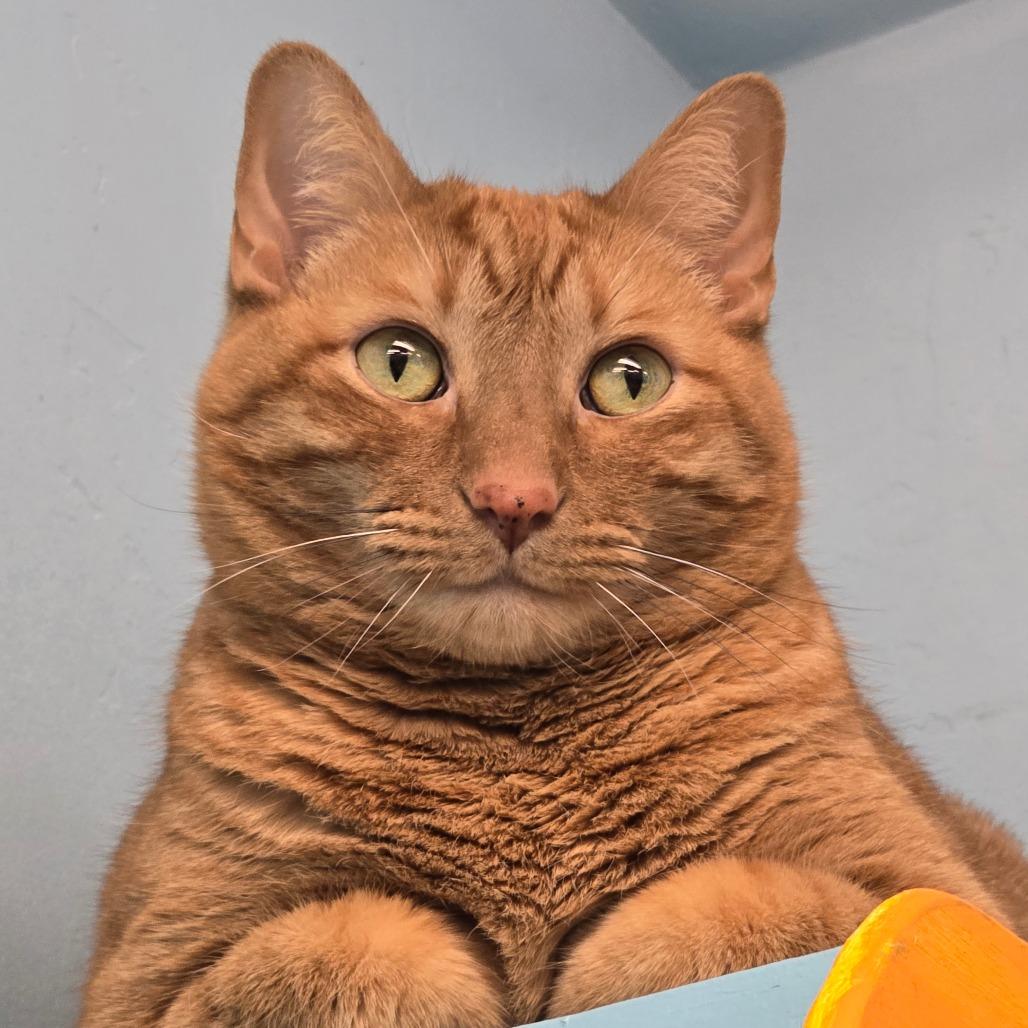 Honey — thumbnail 2