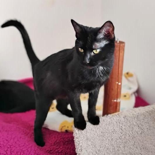 Grace — thumbnail 4