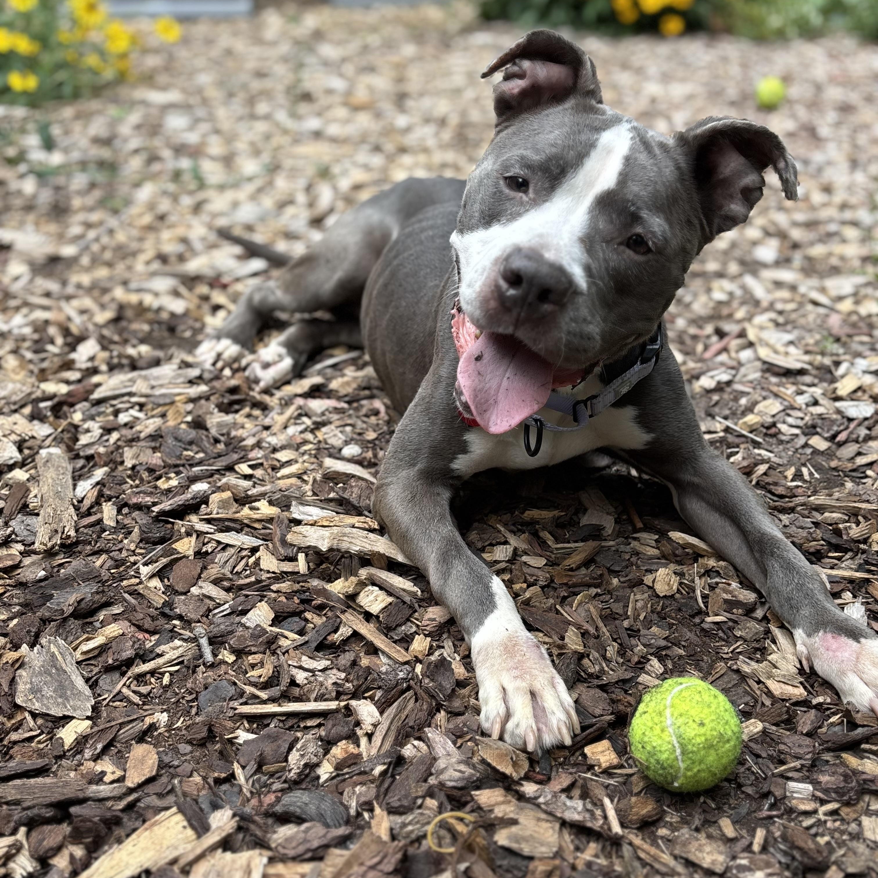 Elly, a Adoptable Pit Bull Terrier in Chicago, IL image 2/6