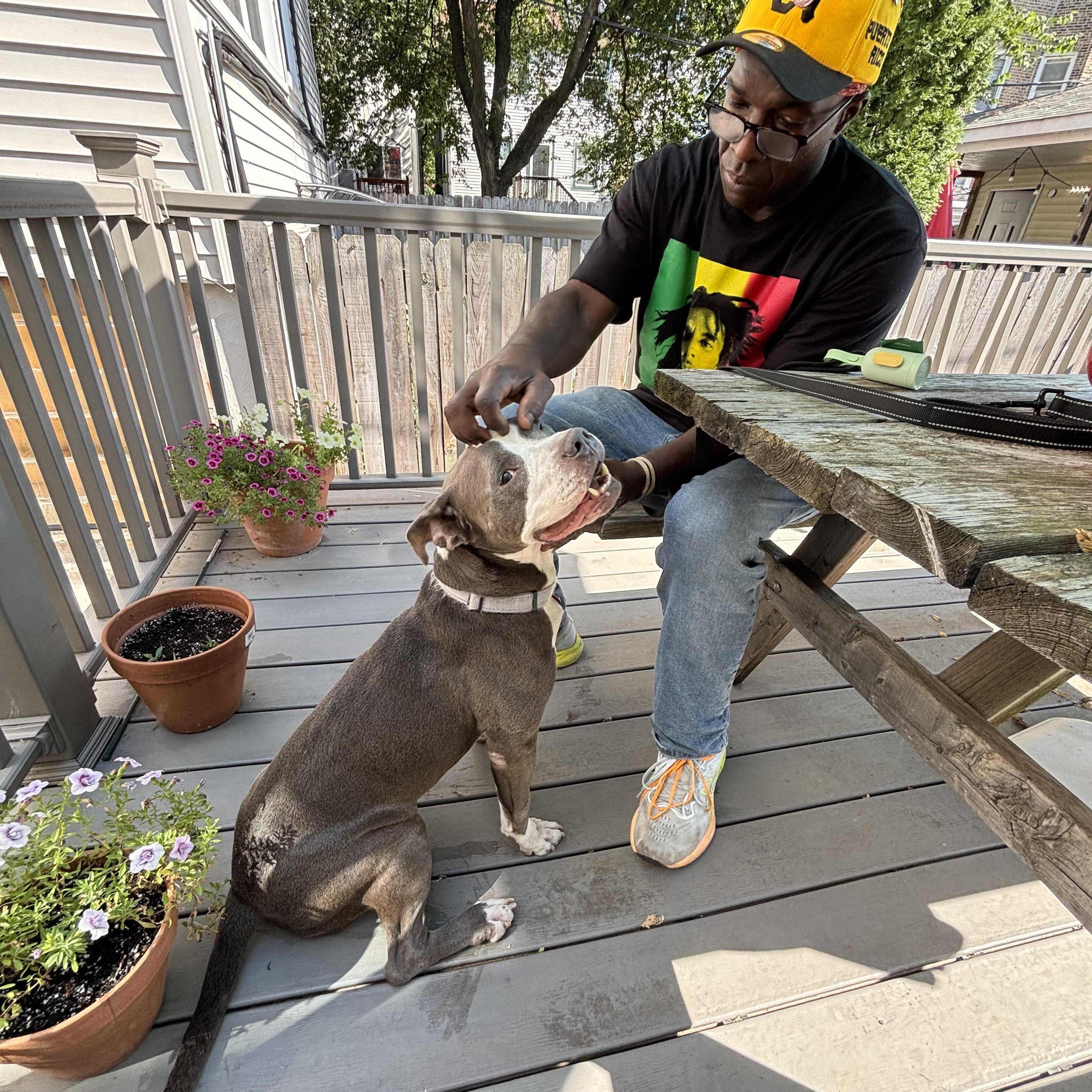 Elly, a Adoptable Pit Bull Terrier in Chicago, IL image 3/6