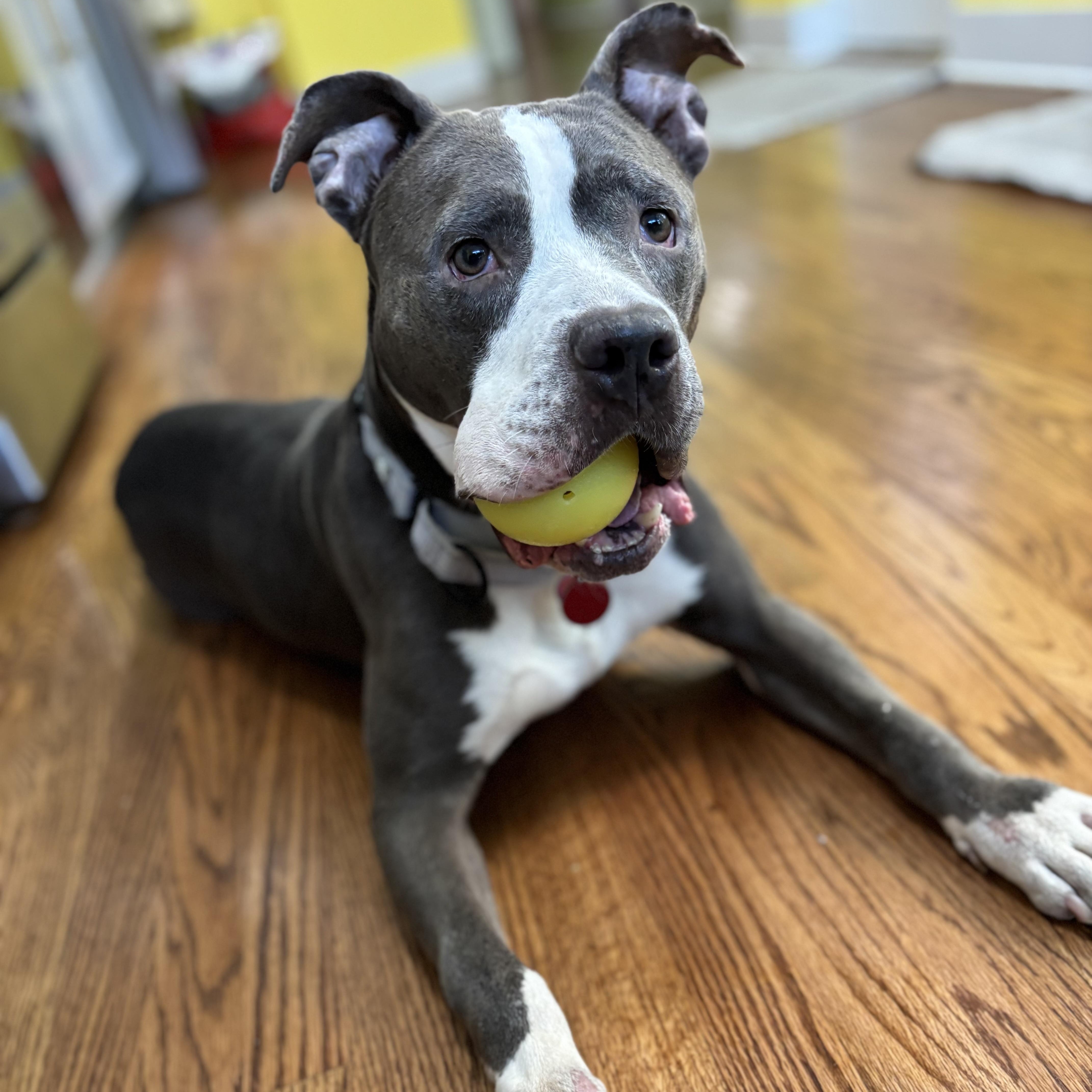 Elly, a Adoptable Pit Bull Terrier in Chicago, IL image 4/6