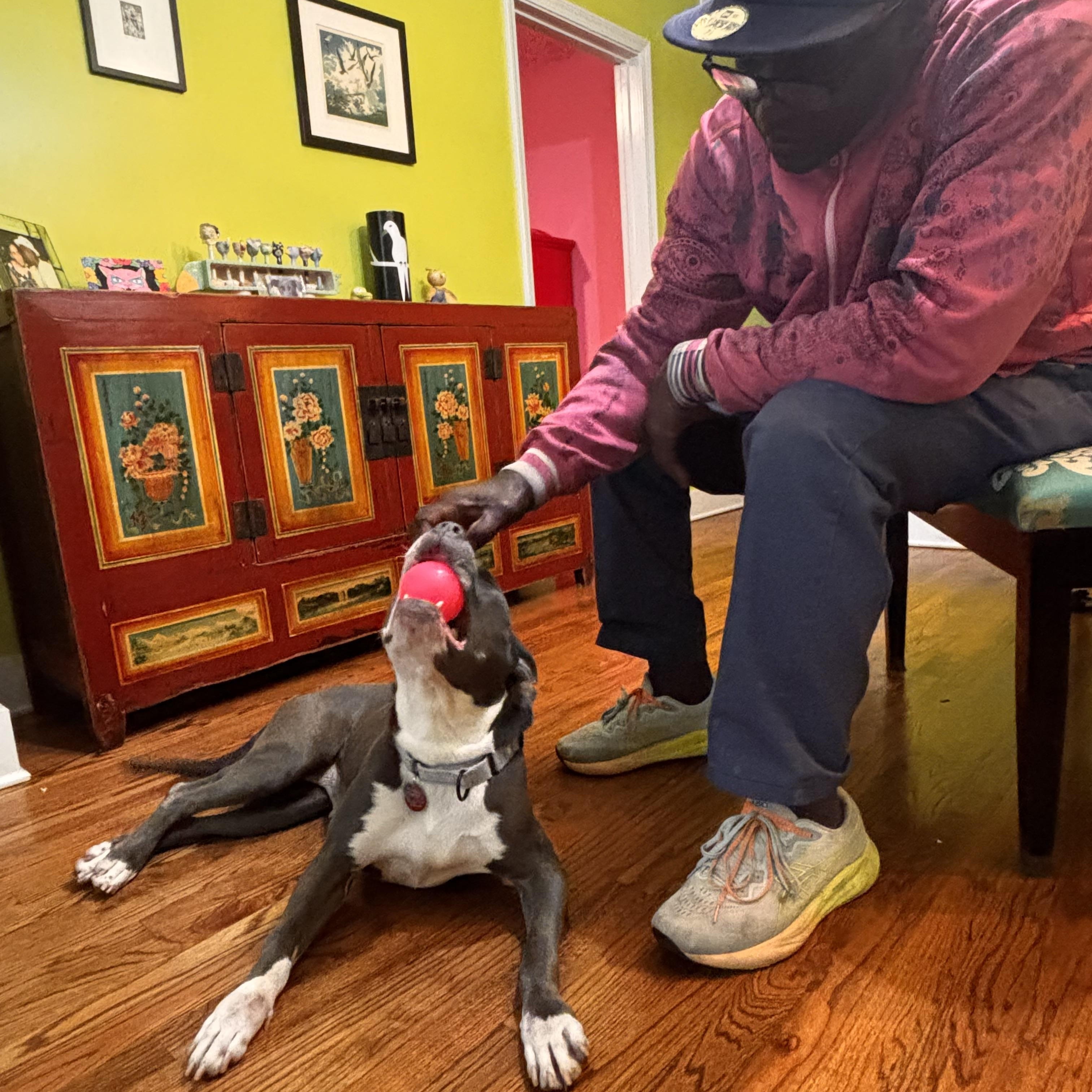 Elly, a Adoptable Pit Bull Terrier in Chicago, IL image 5/6