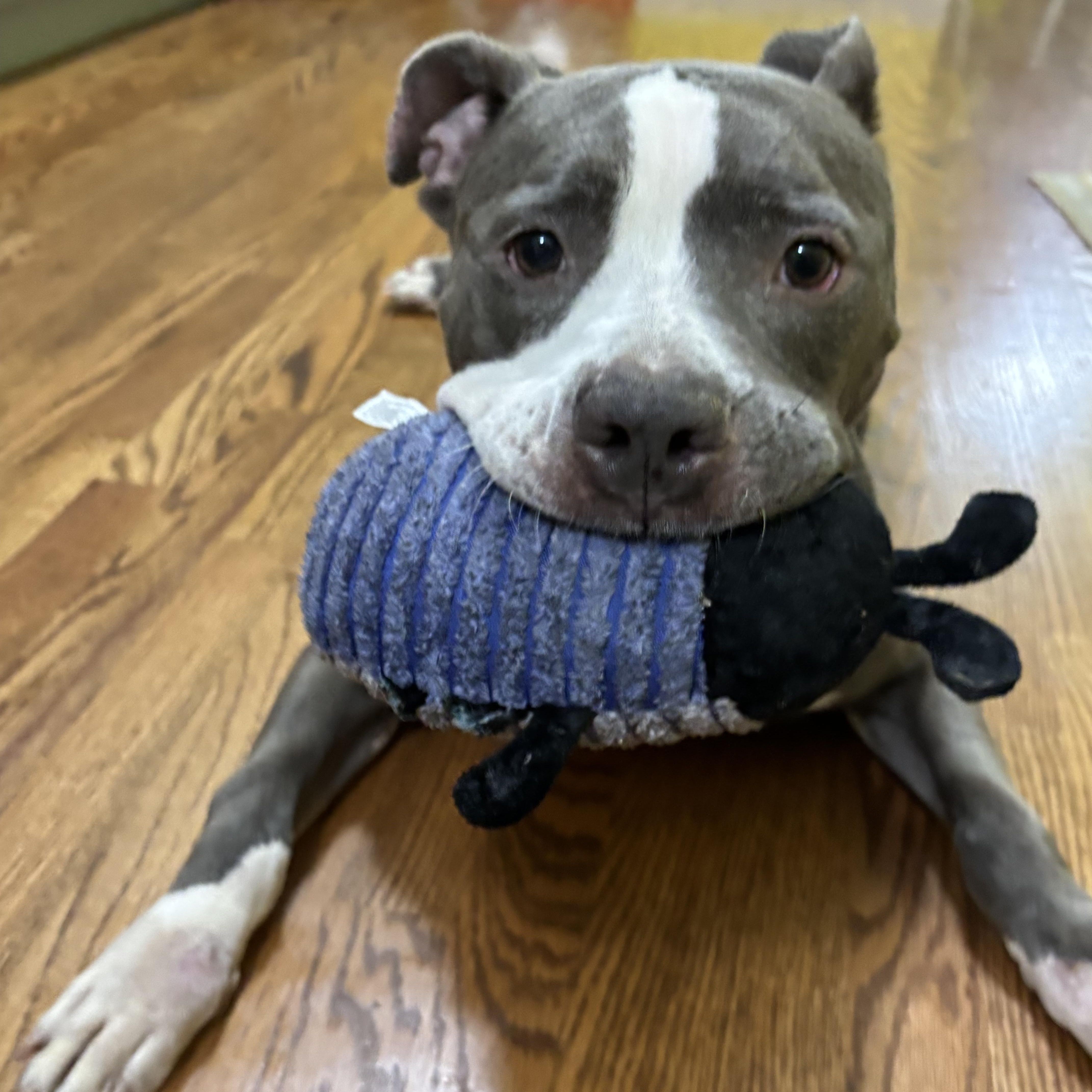 Elly, a Adoptable Pit Bull Terrier in Chicago, IL image 6/6