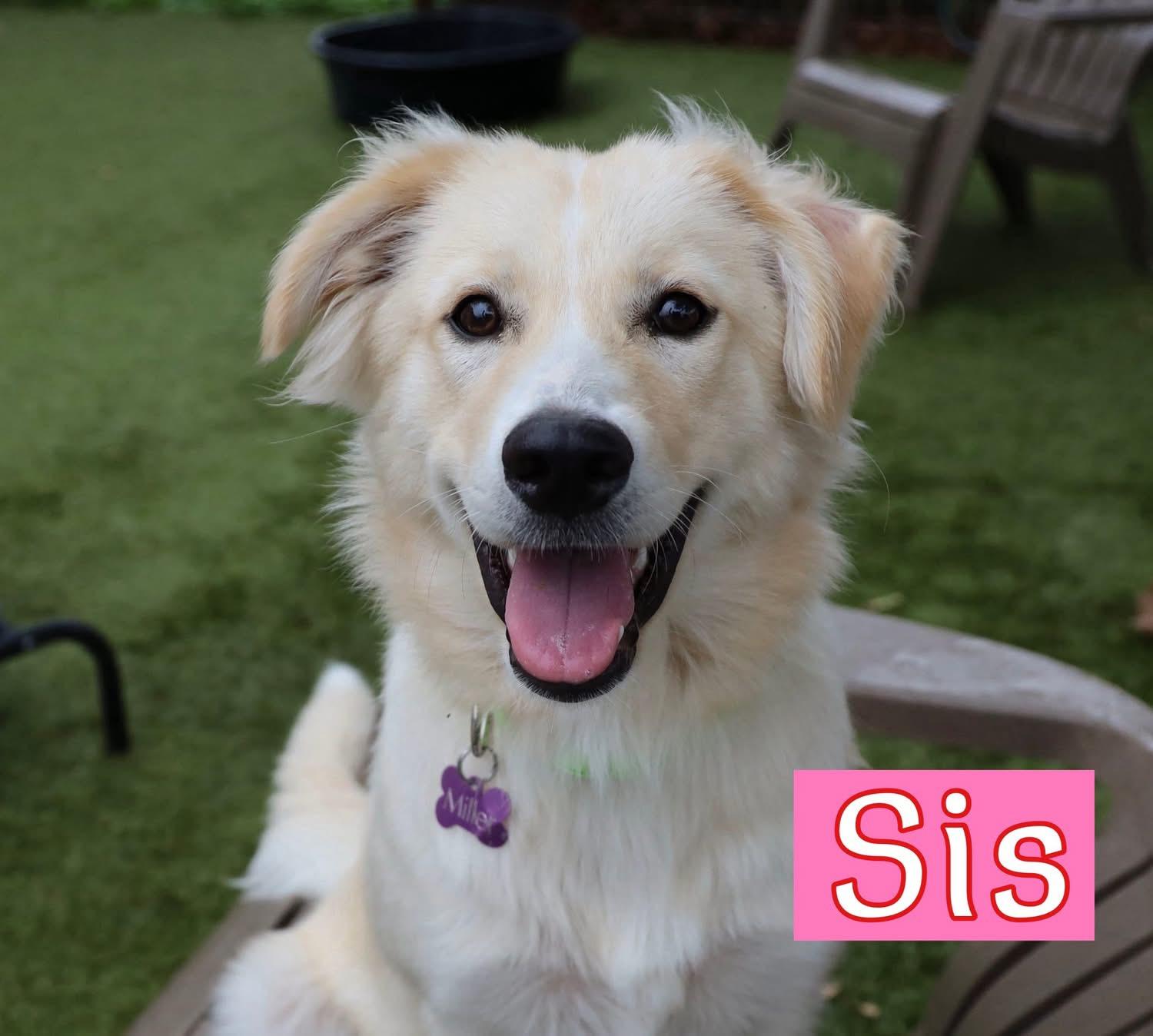 Enlarge Sis, an adopted mixed breed in Southlake, TX image 3/5