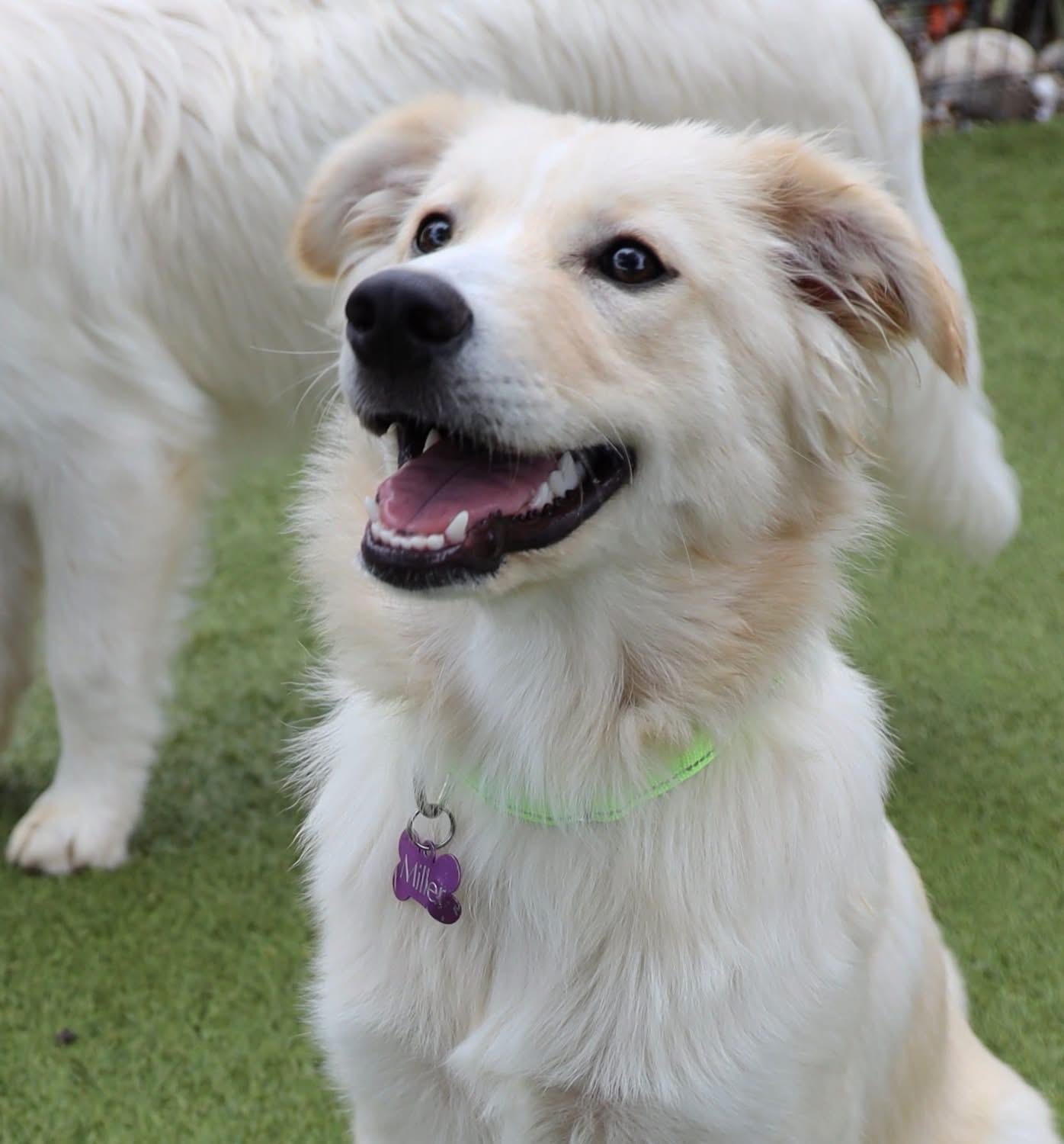 Enlarge Sis, an adopted mixed breed in Southlake, TX image 1/5