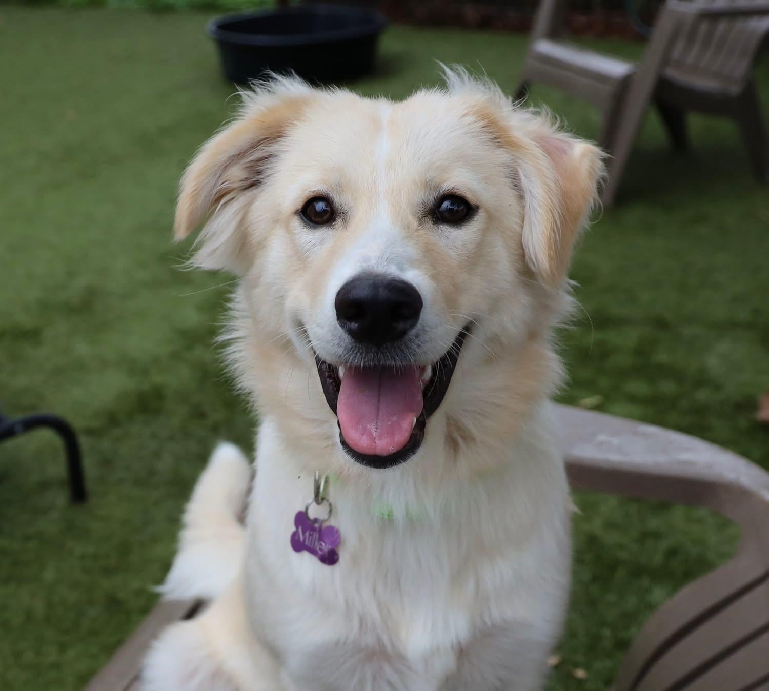Enlarge Sis, an adopted mixed breed in Southlake, TX image 5/5